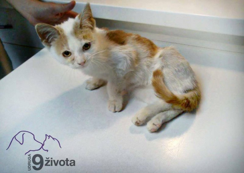 Pravomoćna presuda: Tri godine uvjetno za ubijanje mačića Tikija