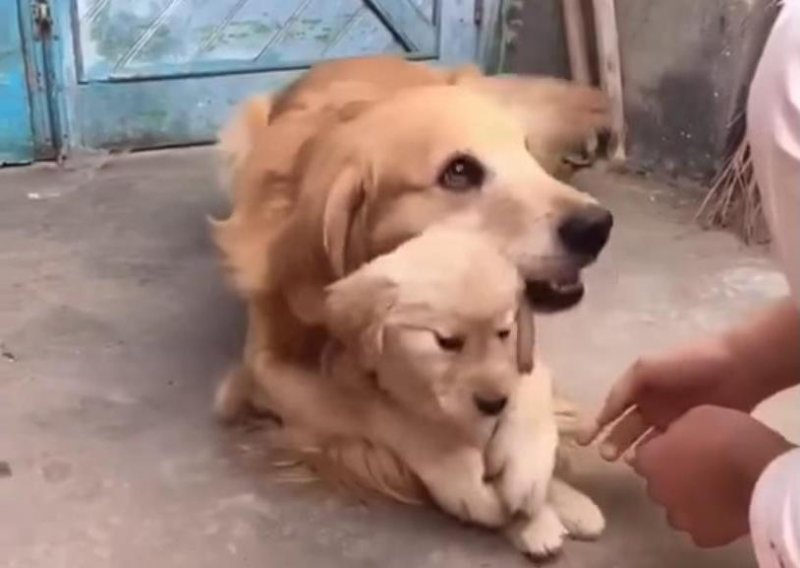 Tata pas kaže – nema rukovanja sa strancima!