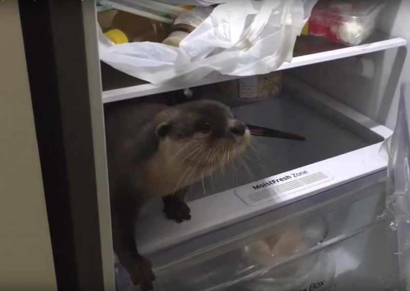 Lukava vidra provalila u frižider