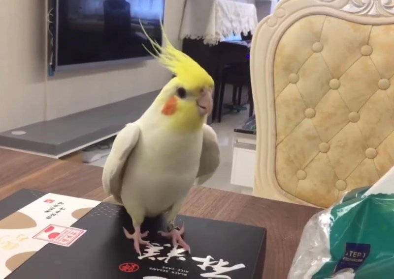 Neodoljivi papagaj obožava plesati