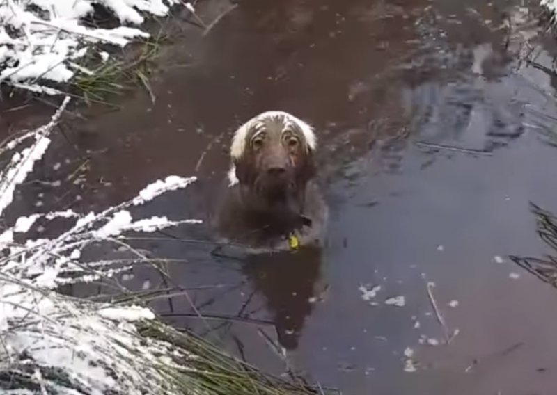 Bijeli labrador Toby obožava blato i tu nitko ne može baš ništa