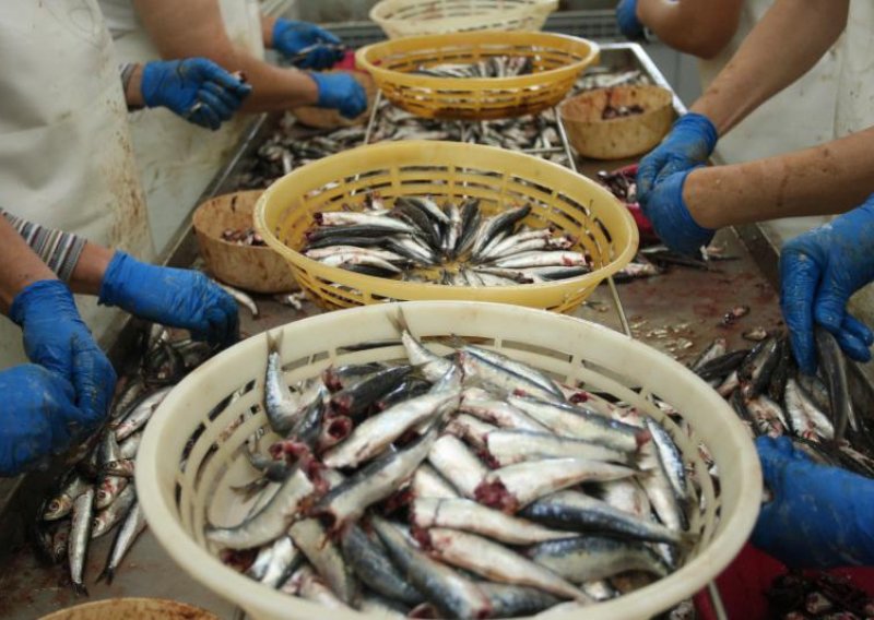 Sinjanima socijala bolja od posla na preradi ribe