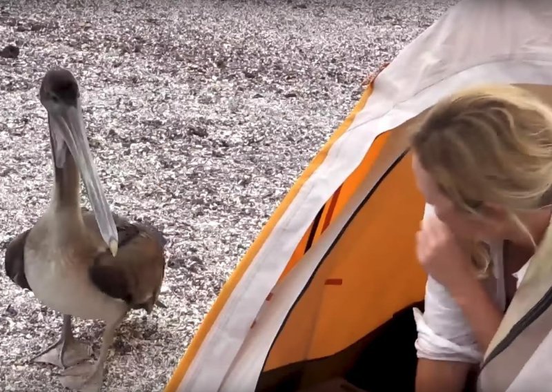 Pogledajte kako je pelikan provalio u šator BBC-jeve redateljice