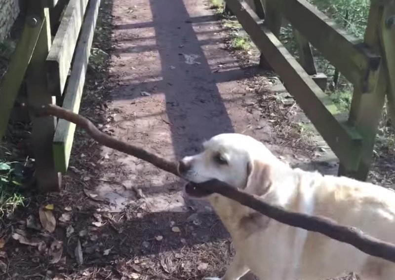 Jadni pas ne može prenijeti štap preko mosta
