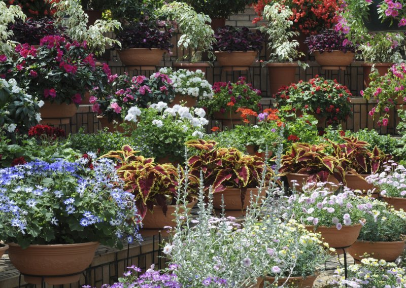 Neuništive biljke koji će ukrasiti svaki vrt i balkon