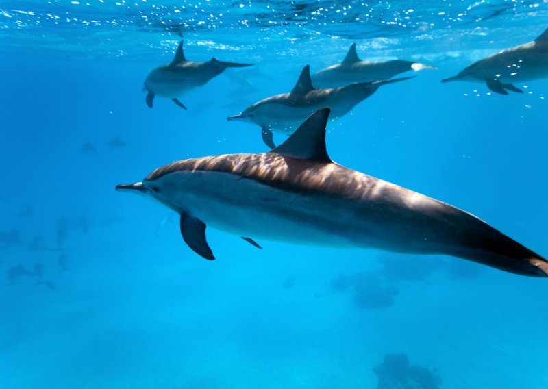 Dolphins to de-mine Dubrovnik seabed