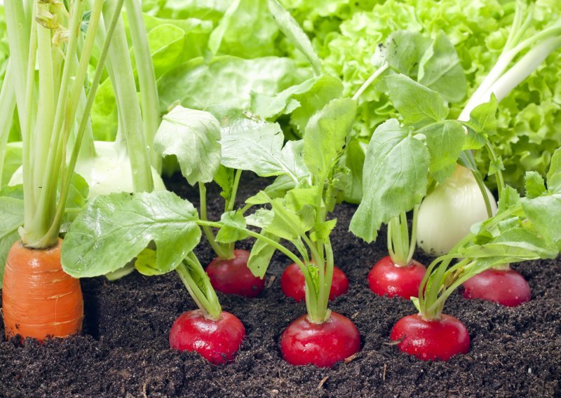Kako uspješno uzgajati povrće u vlastitom vrtu?