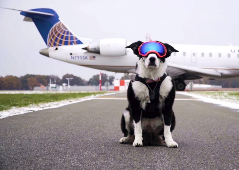Ovaj pas ima dosta lud posao - štititi zrakoplove od ptičjih napada