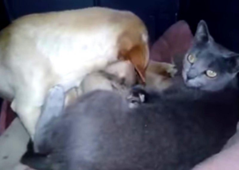 Pseća obitelj podijelila krevetić s mačkom i njenim mačićima