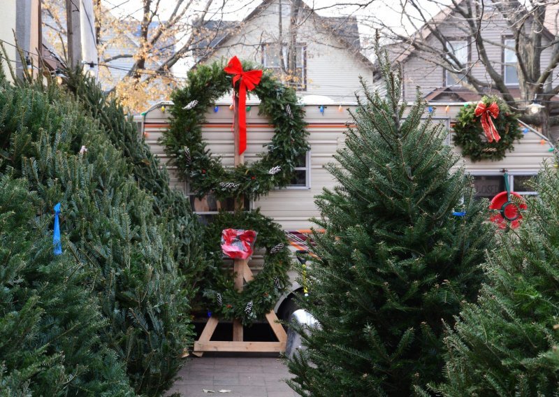 Pitali smo stručnjaka: Kako odabrati idealno božićno drvce i održati ga na životu?