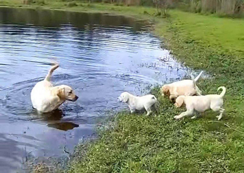 Strpljivi labrador potomke uči plivati