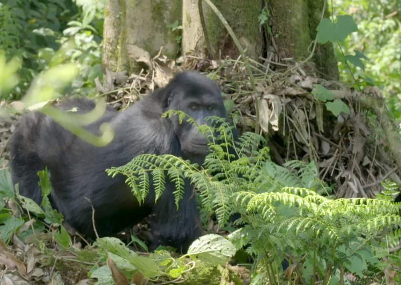 Tarzan se očito nije od gorila učio njihati na lijani