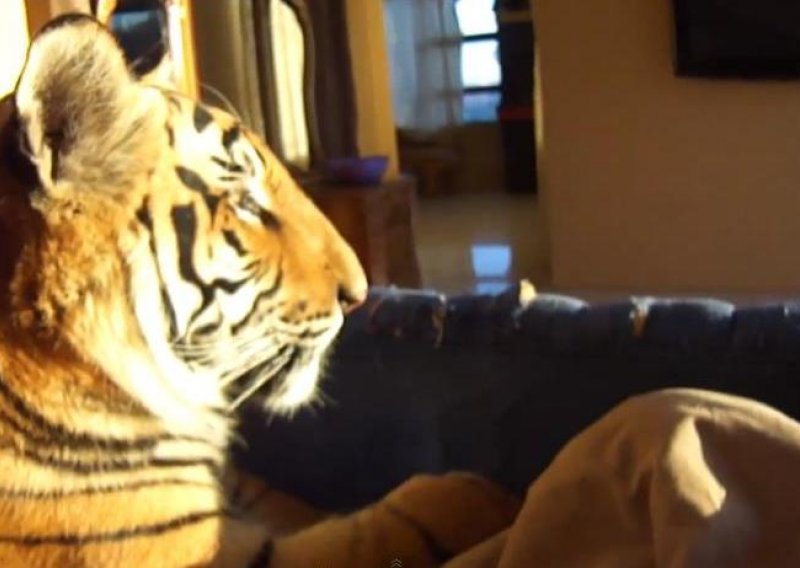 Upoznajte par koji za kućnog ljubimca ima – tigra!