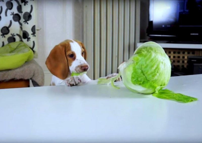 Nespretni bigl obožava zelenu salatu