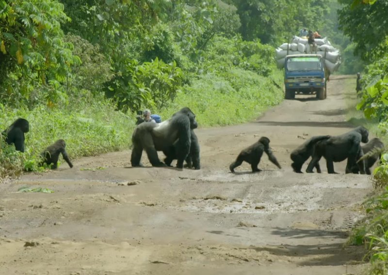 Gorila zaustavila promet kako bi mu obitelj prešla cestu