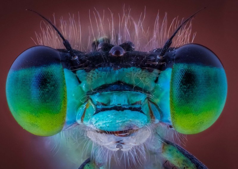 Pogledajte zadivljujuće boje i oblike kukaca izbliza