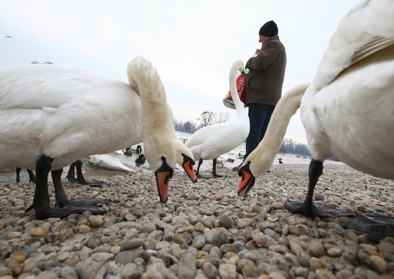 Labudovi pored Koprivnice zaraženi virusom ptičje gripe