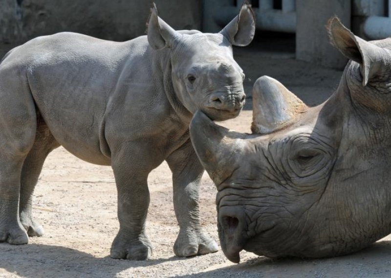 Rog nosoroga ljekovit je koliko i ljudski nokat
