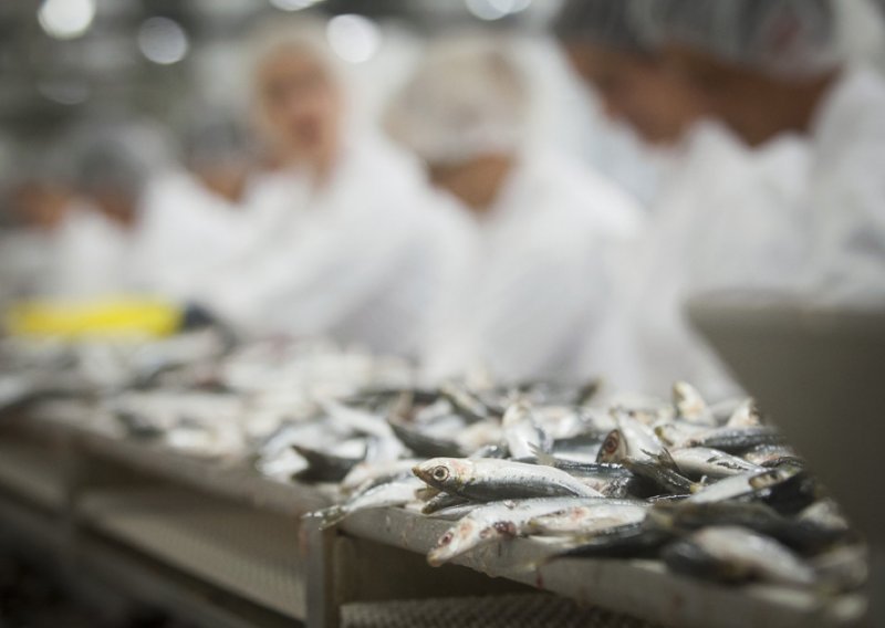 Konačno lijepa priča: Bračke riblje konzerve osvajaju Europu