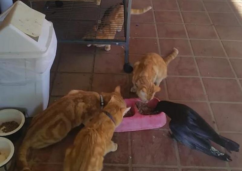 Mačke podijelile obrok s vranom
