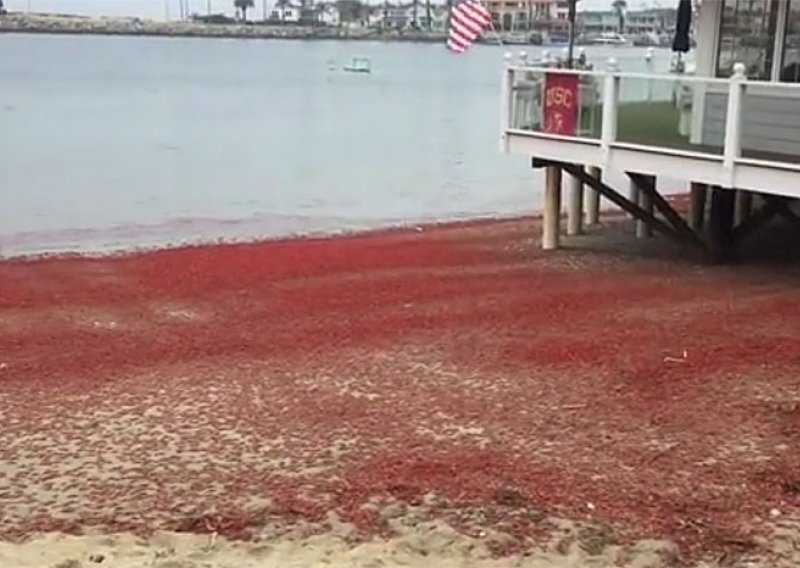 Kalifornijske plaže zatrpali milijuni rakova