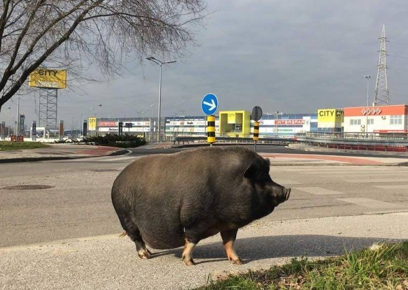 Svinja ponovo luta Zagrebom: Sad je stigla pred trgovački centar...