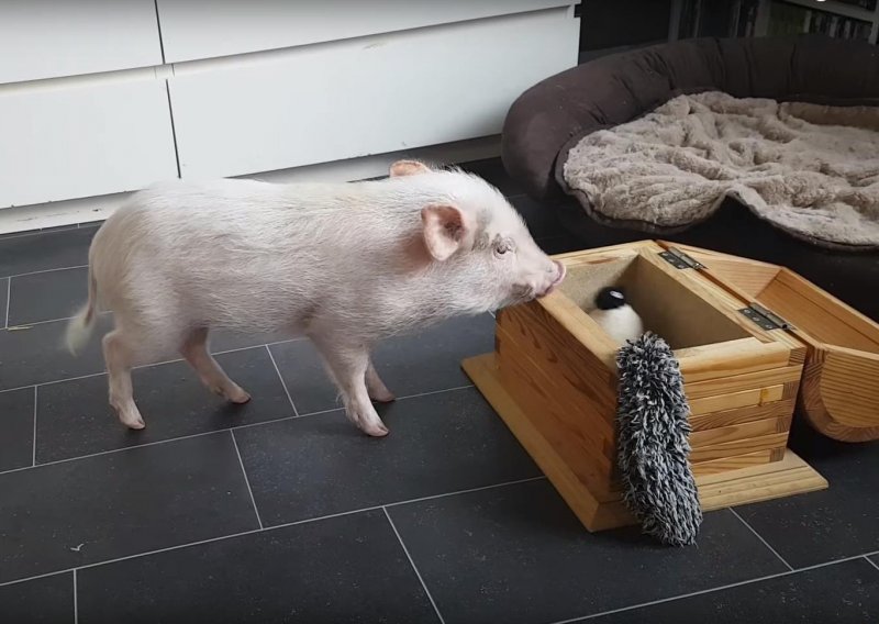 Pametna svinjica sprema svoje igračke
