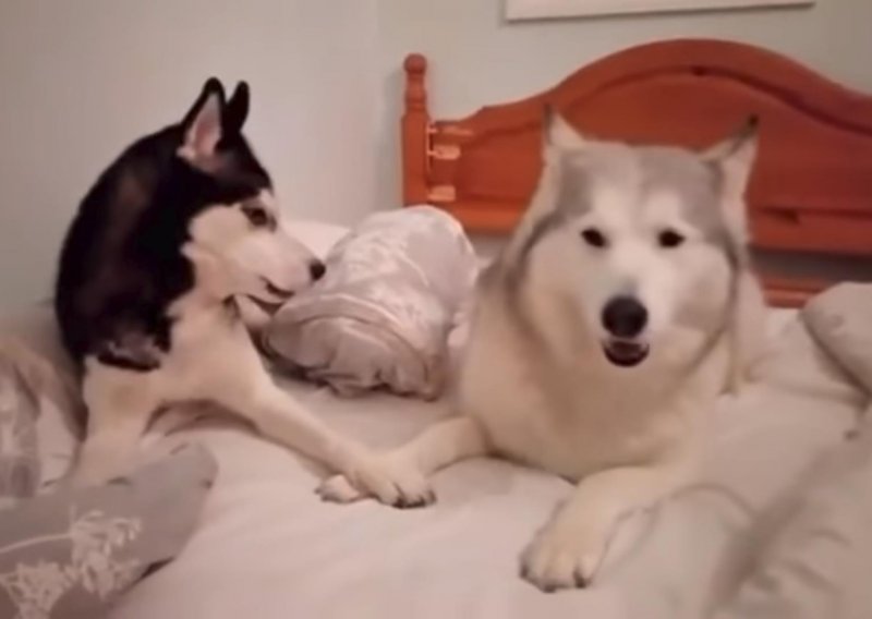 Pogledajte apsolutno neodoljivu svađu između dva psa