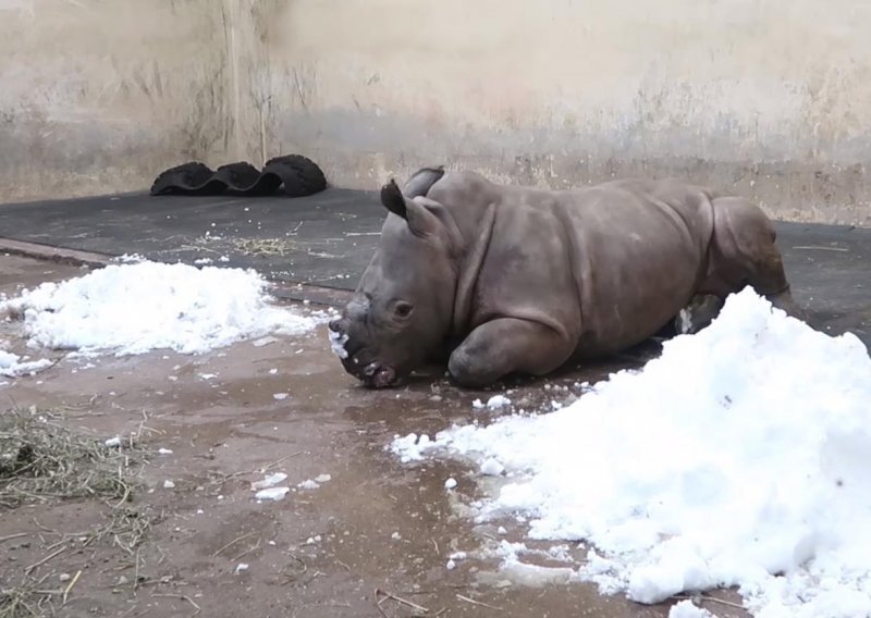 Mali nosorog veseli se svom prvom snijegu