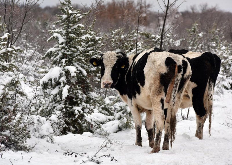 Hrvatska se bijeli: Pod snijegom šume, vinogradi i pašnjaci, pogledajte sjajne fotke