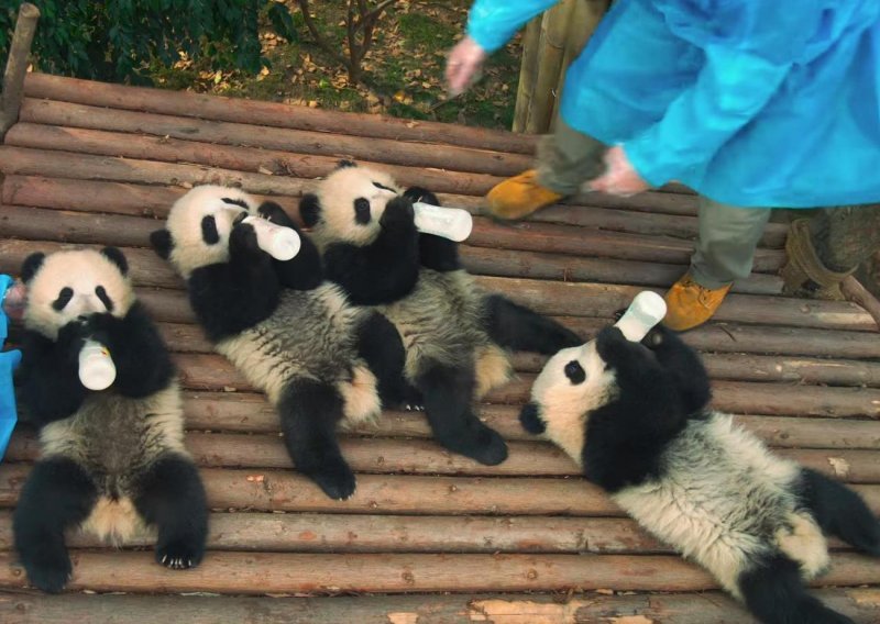 Pokušali smo odoljeti pandama – i potpuno smo podbacili
