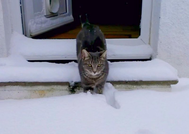 Ova maca se stvarno raduje prvom snijegu u životu