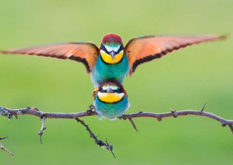 Opet su četiri Hrvata među 50 najboljih svjetskih fotografa