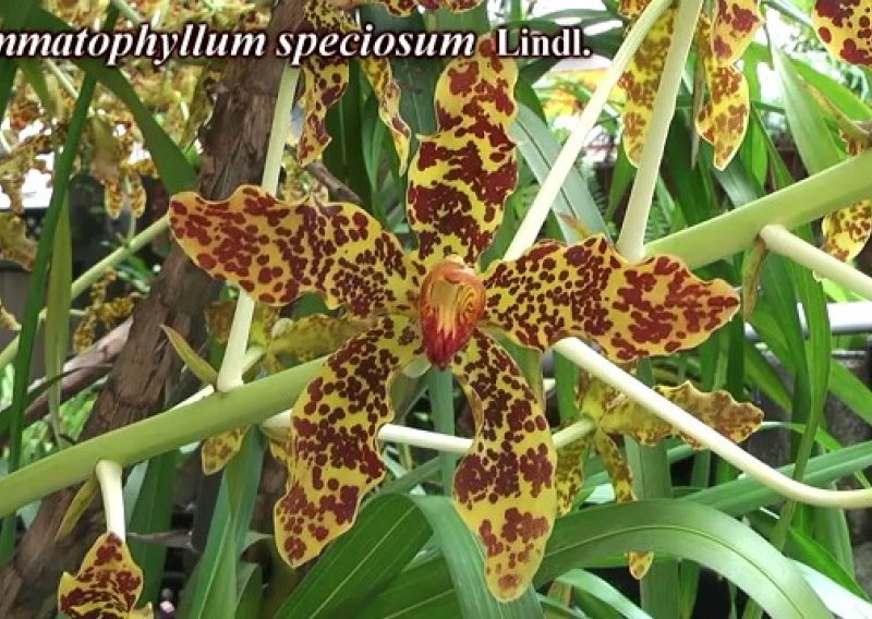 Procvala najveća orhideja na svijetu