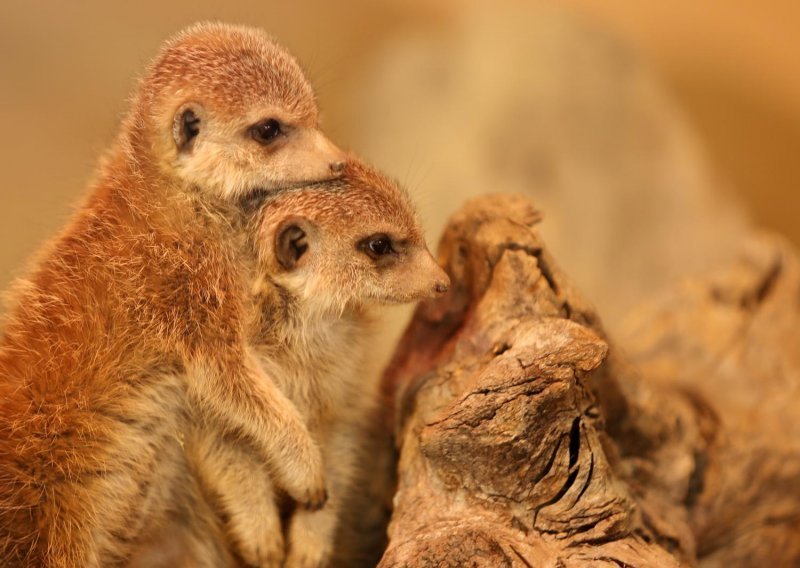 Pogledajte kako se životinje u zagrebačkom ZOO-u snalaze na cičoj zimi