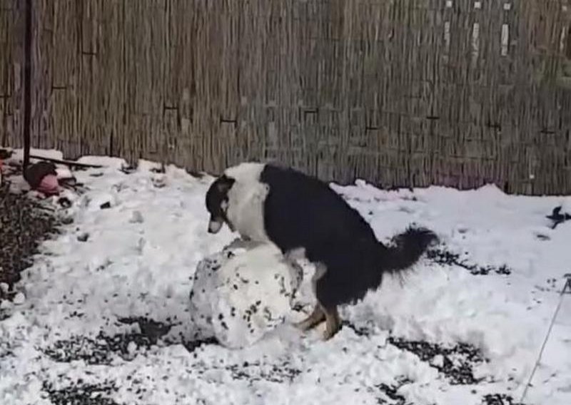 Za graničarske ovčare zima ima posebnu čar