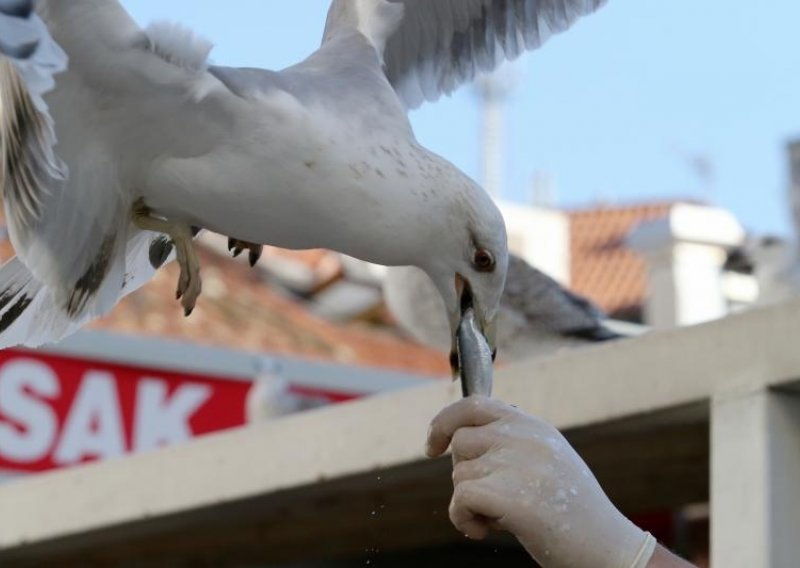 Splitski galebovi navalili na svježu ribu