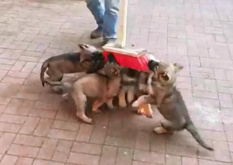 Nemoguće je počistiti dvorište u društvu osam štenaca