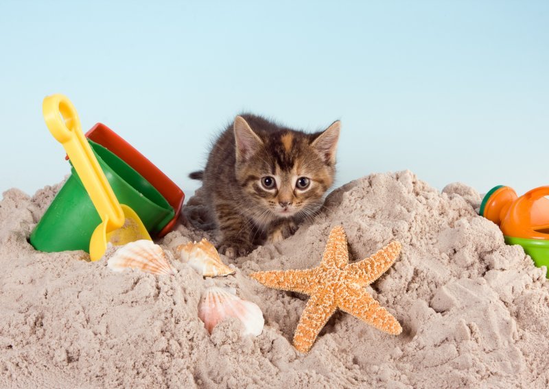 Zašto moja mačka jede pijesak iz svog zahoda?