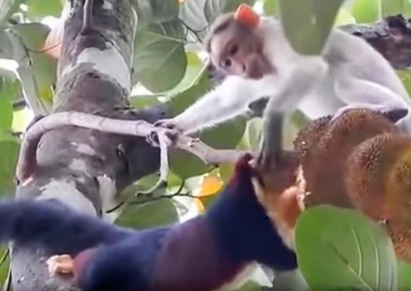 Vjeverica pošteno uzrujala majmuna