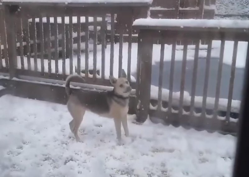 Štenac potpuno poludio kad je ugledao svoj prvi snijeg