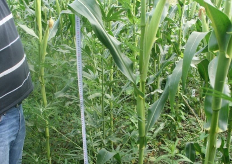 U Sarvašu otkrivena plantaža 'trave'