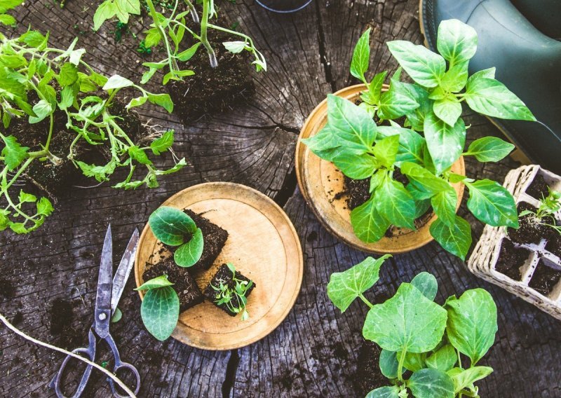 Sanjate o vlastitom vrtu s povrćem i začinima? Ostvarite ga u svega nekoliko kvadrata
