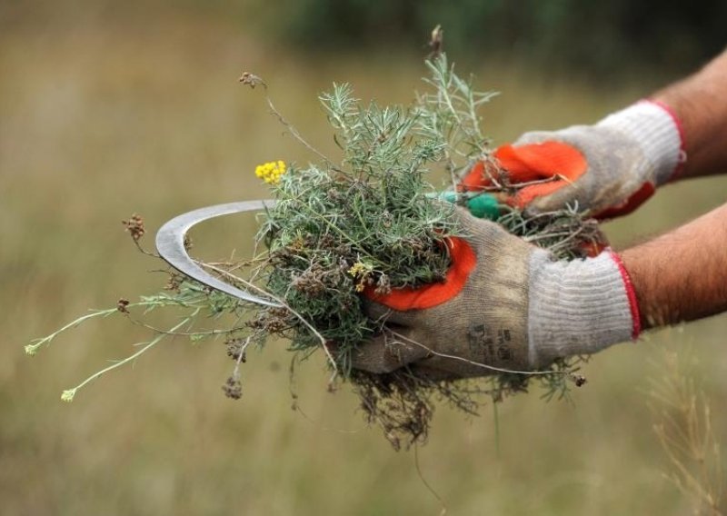 Na Kamenjaku zaplijenjeno 50 kilograma ubranog smilja