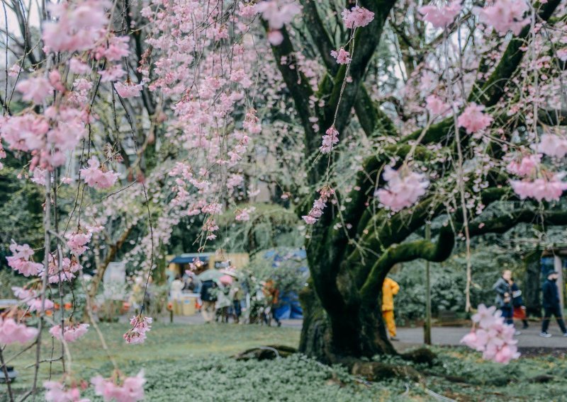Uživajte u bajkovitim cvjetnim prizorima: Ovo je najljepši vjesnik proljeća