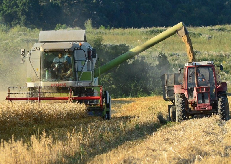 Proizvođači pšenice nezadovoljni ponuđenim otkupnim cijenama od 0,95 do 1,20 kn/kg