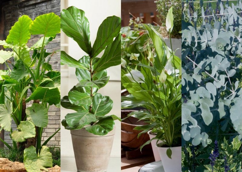 Ove popularne sobne biljke itekako su opasne za kućne ljubimce