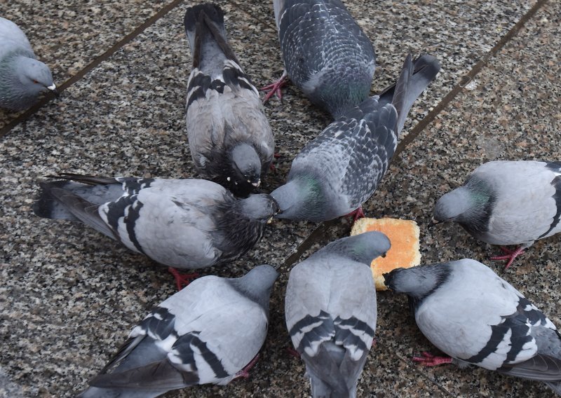 Otkriveno od čega su uginuli golubovi u Osijeku