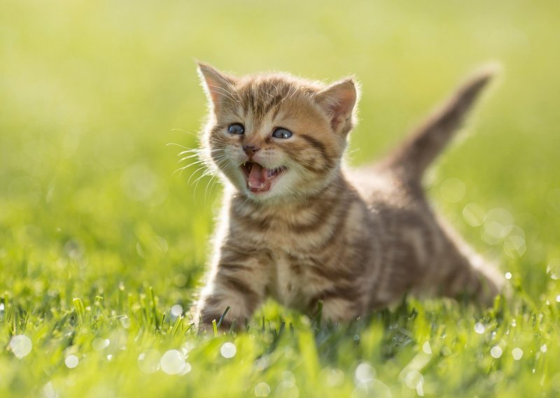 Pogledajte kompilaciju slatkih brbljavih mačaka