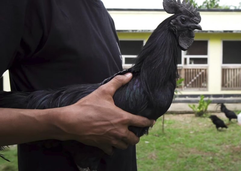 Jeste li ikad čuli za crnu kokoš?